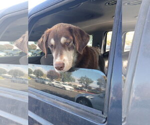Labsky Dogs for adoption in Pacific grove , CA, USA