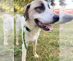 Small #1 Anatolian Shepherd Mix