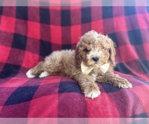 Cavapoo Puppy for sale in LAKELAND, FL, USA