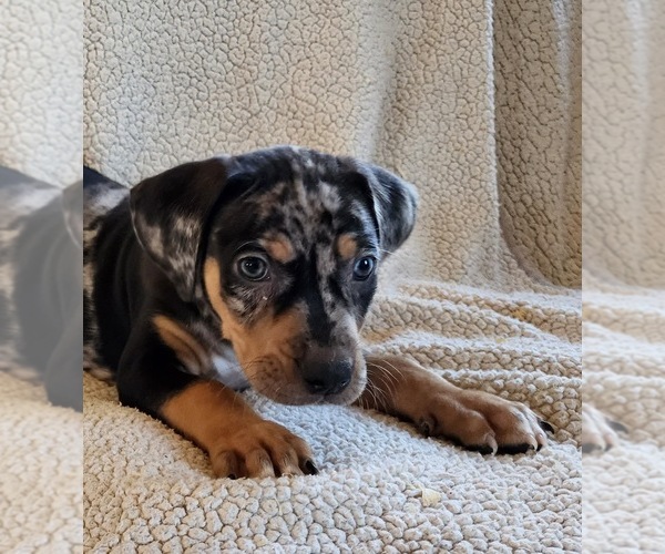 Full screen Photo #2 Catahoula Leopard Dog Puppy For Sale in CUMBY, TX, USA