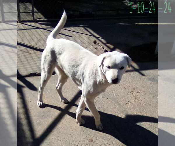 Medium Photo #4 Mutt Puppy For Sale in Apple Valley, CA, USA