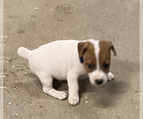 Medium Photo #3 Jack Russell Terrier Puppy For Sale in FREEMAN, MO, USA