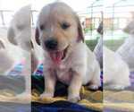 Small Photo #7 Golden Retriever Puppy For Sale in INDIANAPOLIS, IN, USA