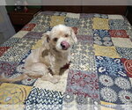 Small #3 Shih Tzu Mix
