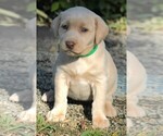 Small Photo #9 Labrador Retriever Puppy For Sale in REEDLEY, CA, USA