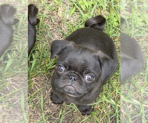 Pug Puppy for sale in HILLSDALE, MI, USA