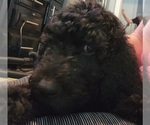 Small Photo #15 Goldendoodle Puppy For Sale in KANSAS CITY, MO, USA