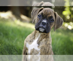 Small #4 Boxer