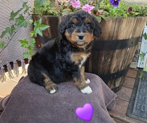 Medium Aussiedoodle