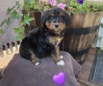 Puppy Bobo Aussiedoodle