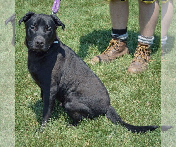 Medium Photo #5 American Bulldog-Unknown Mix Puppy For Sale in Huntley, IL, USA
