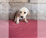 Small #6 Labrador Retriever
