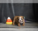 Puppy Puppy 4 English Bulldog