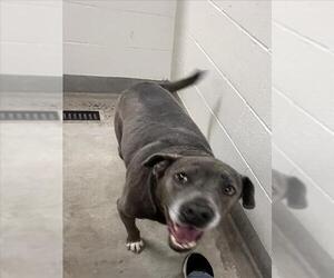 American Pit Bull Terrier Dogs for adoption in Jackson, CA, USA