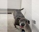 Small American Pit Bull Terrier