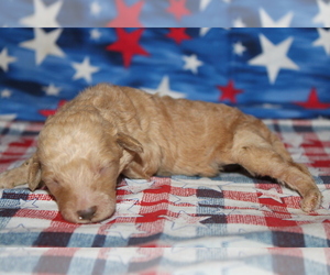 Goldendoodle (Miniature) Puppy for sale in BLMGTN, IN, USA