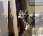 Small Photo #1 Chinese Crested Puppy For Sale in MOODY, TX, USA