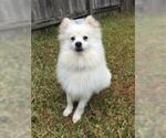 Small Photo #2 Pomeranian Puppy For Sale in PANTHER CREEK, TX, USA