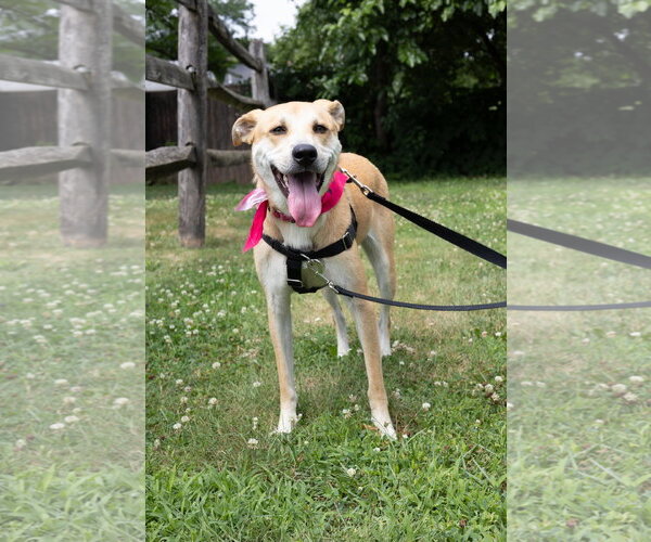 Medium Photo #2 Labrador Retriever-Unknown Mix Puppy For Sale in Oakhurst, NJ, USA