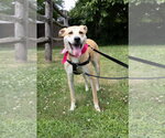 Small #1 Labrador Retriever Mix