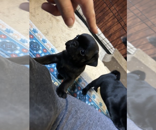 Medium Photo #3 Pug Puppy For Sale in BLOOMINGTON, IL, USA