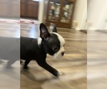 Small #9 Boston Terrier