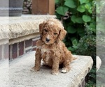 Small #4 Poodle (Standard)