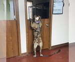 Small Photo #35 American Bulldog Puppy For Sale in Fargo, ND, USA