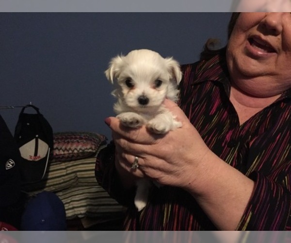 Medium Photo #58 Maltese Puppy For Sale in BRKN ARW, OK, USA