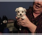 Small Photo #58 Maltese Puppy For Sale in BRKN ARW, OK, USA
