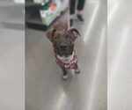 Small #2 Labrador Retriever-Plott Hound Mix