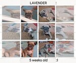 Small Photo #31 French Bulldog Puppy For Sale in MCKINLEYVILLE, CA, USA