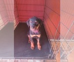 Small #3 Rottweiler