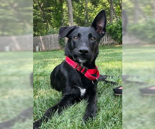 Medium Photo #2 Australian Kelpie-German Shepherd Dog Mix Puppy For Sale in Kansas City, MO, USA