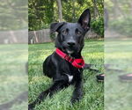 Small #1 Australian Kelpie-German Shepherd Dog Mix