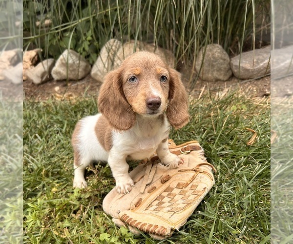Medium Photo #4 Dachshund Puppy For Sale in MIDDLEBURY, IN, USA