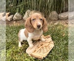 Small #3 Dachshund