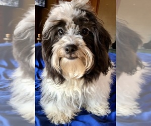 Havanese Puppy for sale in FORT JENNINGS, OH, USA