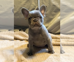 French Bulldog Puppy for sale in ADDISON, IL, USA