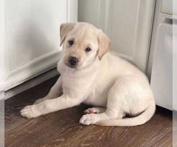 Medium Photo #1 Mutt Puppy For Sale in St. Louis Park, MN, USA