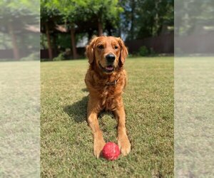 Father of the Golden Retriever puppies born on 06/05/2025
