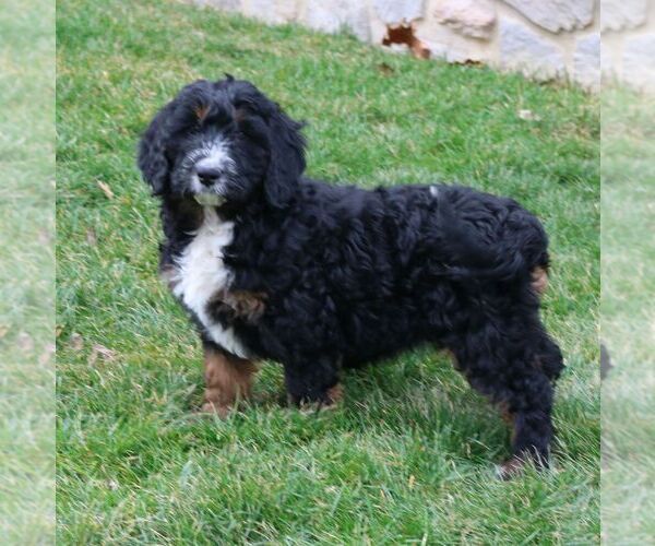 Medium Photo #1 Bernedoodle (Miniature) Puppy For Sale in MORGANTOWN, PA, USA