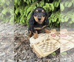 Small #3 Dachshund