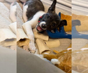 Akita Dogs for adoption in Winter, WI, USA