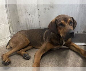 Rottweiler-Unknown Mix Dogs for adoption in San Bernardino, CA, USA