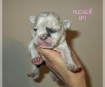 Puppy Rose French Bulldog