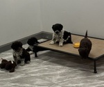 Small Photo #6 Portuguese Water Dog Puppy For Sale in FALLS CHURCH, VA, USA