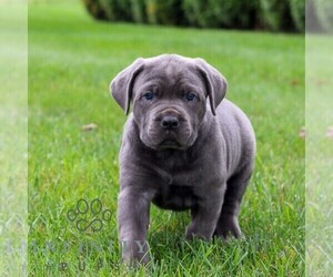 Cane Corso Puppy for Sale in LANCASTER, Pennsylvania USA