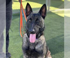 Mutt Dogs for adoption in Camarillo, CA, USA