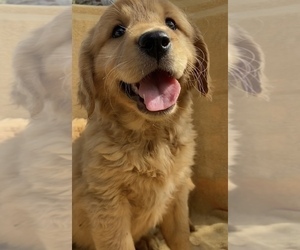 Golden Retriever Puppy for sale in SANTA ANA, CA, USA